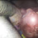 Foto privada de luciferas